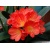 plantes