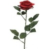 roses_113242157